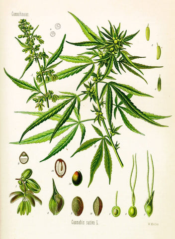 Botanical Illustration - Cannabis Sativa Drawing in Medical Text - Vintage Art c1897 - Framed Prints by Tallenge Store