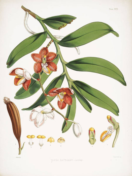 Botanical Illustration - Himalayan Plant - Art Prints