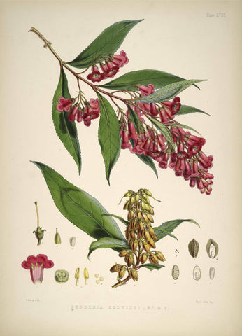 Buddleia Colvilei - Vintage Himalayan Botanical Illustration Art Print - 1855 - Large Art Prints by Stella