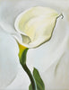 Calla Lily Turned Away - Canvas Prints