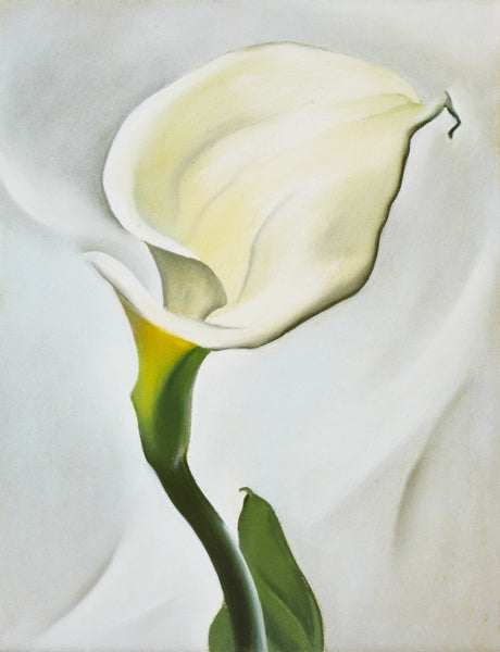 Calla Lily Turned Away - Life Size Posters