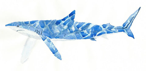 Caribbean Blue Shark - Framed Prints by Joel Jerry
