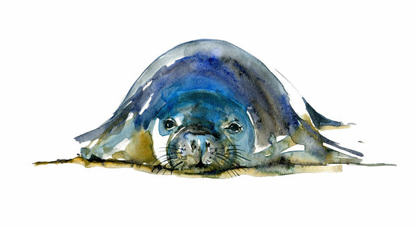 Caribbean Monk Seals - Canvas Prints