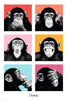 Chimp - Framed Prints