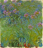 Agapanthus Flower - Large Art Prints