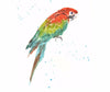 Colorful Parrot - Posters