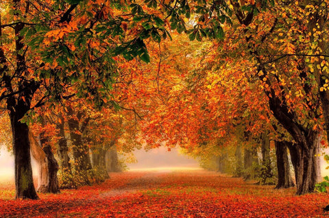Colours Of Autumn - Canvas Prints