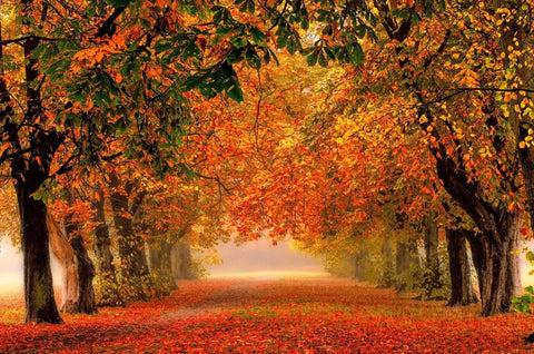 Colours Of Autumn - Large Art Prints