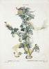 Curtsying Gooseberry (Fruit Series) - Salvador Dali Painting - Life Size Posters