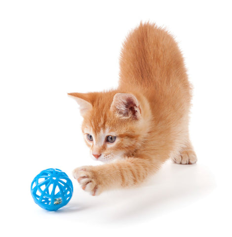 Cute Kitten Playing - Posters