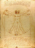 Vitruvian Man - (Vitruve Luc Viatour) - Large Art Prints