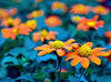 Two Daisies - Canvas Prints