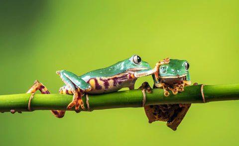 Dont Worry Be Happy - Red Eyed Tree Frogs - Large Art Prints