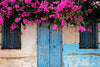 Summer Bougainvillea - Life Size Posters