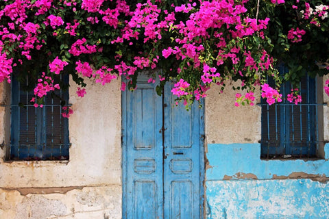 Summer Bougainvillea by Lilly Milton