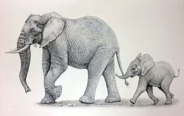 Elephant and Calf - Framed Prints