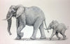 Elephant and Calf - Framed Prints