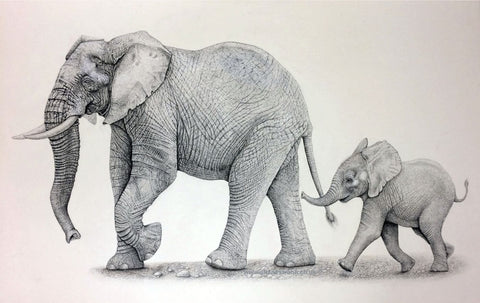 Elephant and Calf by Sina Irani
