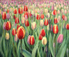 Field Of Tulips - Canvas Prints