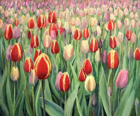 Field Of Tulips - Large Art Prints