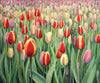 Field Of Tulips - Framed Prints