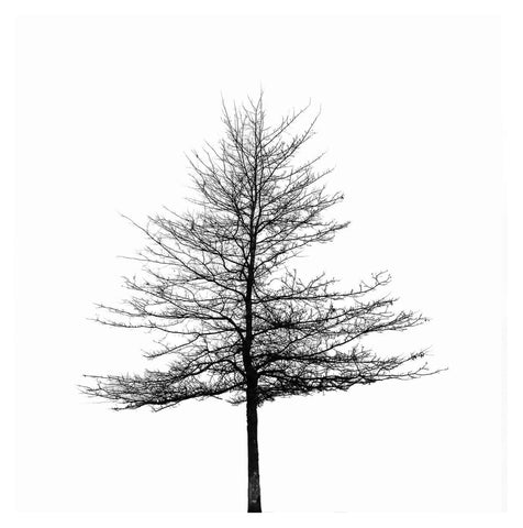 Fir Tree Silhouette - Canvas Prints by Henry