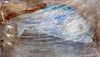 Fish - Canvas Prints