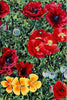 Floral Art Poppies - Art Panels