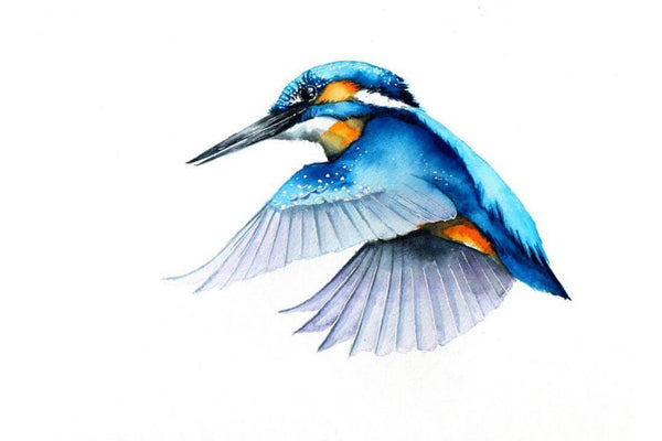 Flying Kingfisher - Watercolor Painting - Bird Wildlife Art Print Poster - Framed Prints