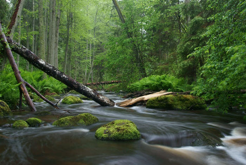 Forest Spring - Art Prints