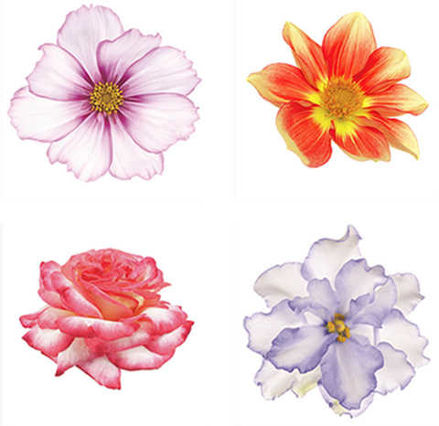 Four Delicate Flowers Painting - Dahlia, Rose, Violet & Cosmo - Art Panels
