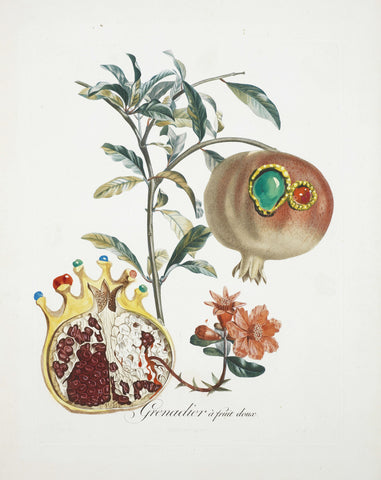 Fruit Series - Pomogrenate (Grenade Et Lange) By Salvador Dali - Posters by Salvador Dali