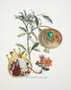 Fruit Series - Pomogrenate (Grenade Et Lange) By Salvador Dali - Posters