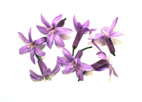 Violet Garlic Flowers - Canvas Prints by Sina Irani