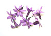 Violet Garlic Flowers - Canvas Prints