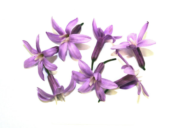 Violet Garlic Flowers - Posters