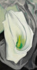 White Calla Lily - Georgia O Keeffe - Large Art Prints