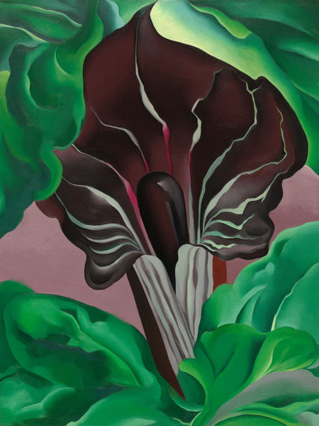 Jack In Pulpit No. 2 - Life Size Posters
