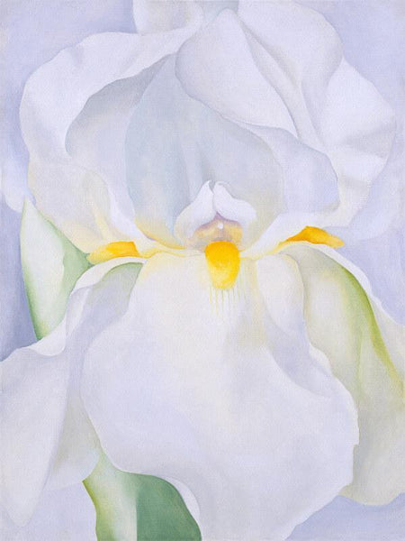 White Iris No 7 - Framed Prints