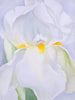 White Iris No 7 - Life Size Posters