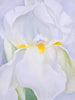 White Iris No 7 - Art Prints