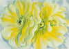 Yellow Cactus Flower - Framed Prints