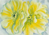 Yellow Cactus Flower - Posters