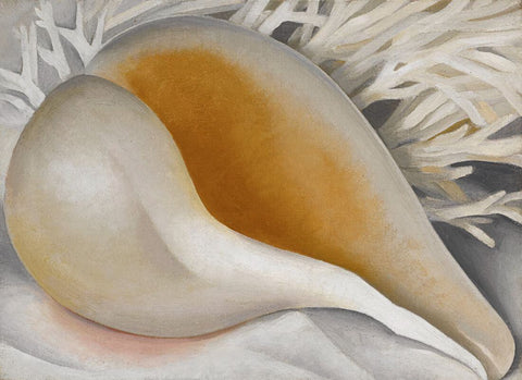 Shell - Georgia O Keeffe - Canvas Prints