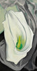 White Lily - Georgia O Keeffe - Large Art Prints