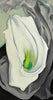 White Lily - Georgia O Keeffe - Framed Prints
