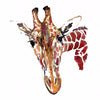 Giraffe Looking - Art Prints