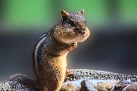 Greedy Chipmunk by Sherly David