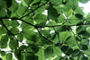Green Leaves - Framed Prints