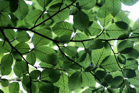 Green Leaves - Large Art Prints by Sam Mitchell